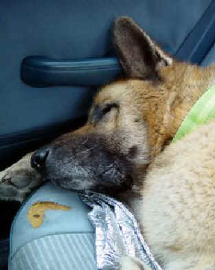 sleepingdog.BMP (368534 bytes)